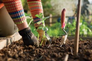 Секреты будущего урожая: брянские садоводы выходят в Сеть