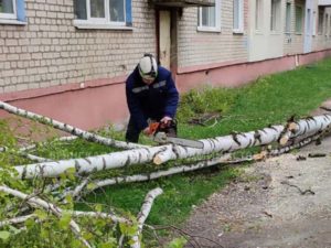 Сильный ветер на выходных в Брянске повалил восемь деревьев. Пострадавших нет