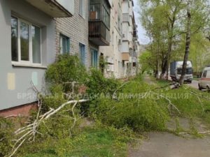 Сильный ветер на выходных в Брянске повалил восемь деревьев. Пострадавших нет