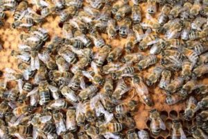 На брянской границе «развернули» 106 пчелосемей, следовавших транзитом из Белоруссии в Подмосковье