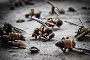 Почепский суд взыскал с аграриев 300-тысячную компенсацию за мёртвых пчёл