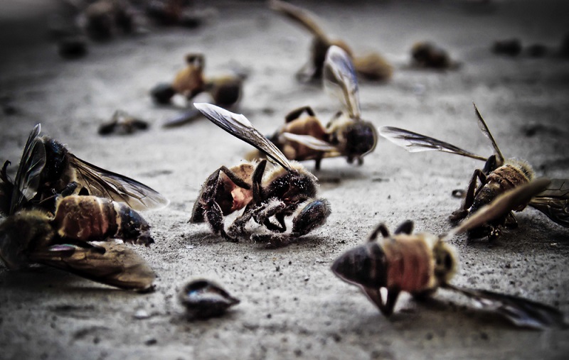 Почепский суд взыскал с аграриев 300-тысячную компенсацию за мёртвых пчёл
