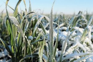 Майские заморозки нанесли ущерб посевам в 40 регионах России, полмиллиона гектаров требуется пересеять