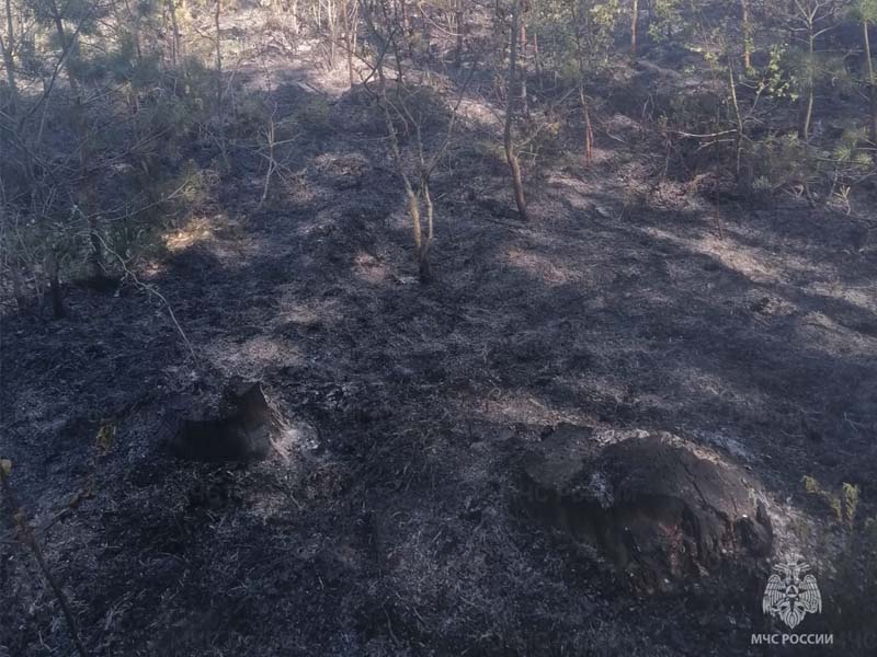 В Клетнянском районе выгорело 6 га лесной подстилки