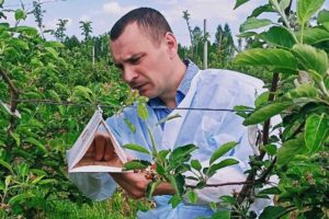 Россельхознадзор обследует «на вредителей» более 1300 га брянских садов и ягодников