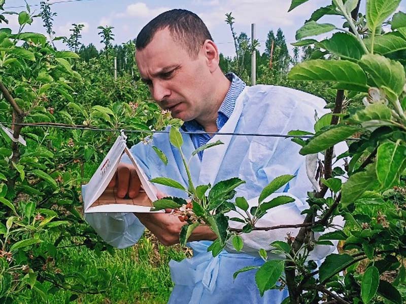 Россельхознадзор обследует «на вредителей» более 1300 га брянских садов и ягодников