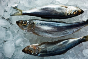 Балтийская сельдь оказалась под угрозой вымирания ради корма норвежскому лососю
