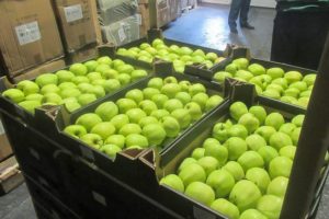 Белорусские яблоки ехали в Брянскую область под видом зефира
