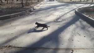 Автостраховая компания выплатила 180 тыс. рублей «жертве» перебежавшей дорогу кошки