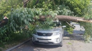 Дерево упало на припаркованную машину: что делать и в какой последовательности