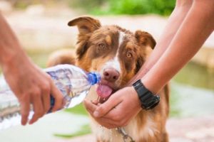 Брянские ветеринары напомнили, как помочь домашним питомцам в жару