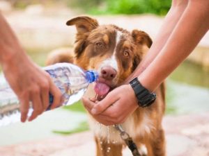 Брянские ветеринары напомнили, как помочь домашним питомцам в жару