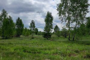 В Брянской области с начала года обследовано 12,5 га сельхозземель, на 85% из них найдены нарушения