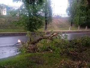 Упавшие деревья, «поплывшие» дороги: в Брянске устраняют последствия вчерашнего разгула стихии