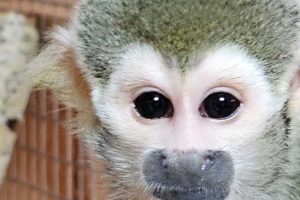 В брянском зоопарке появился новый обитатель — обезьянка саймири
