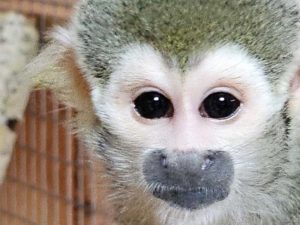 В брянском зоопарке появился новый обитатель — обезьянка саймири