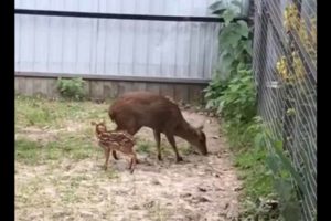 Брянский зоопарк показал детёныша саблезубых оленей – мунтжаков