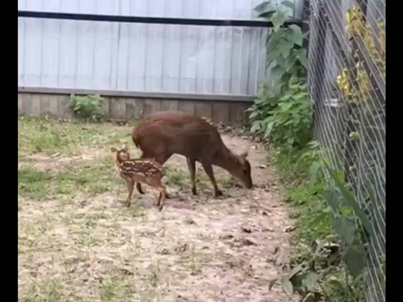 Брянский зоопарк показал детёныша саблезубых оленей – мунтжаков