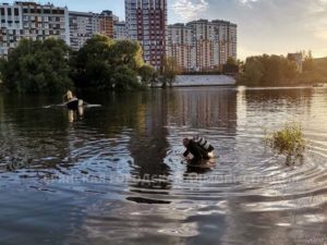 Пропавшего несколько дней назад жителя Бежицы нашли в Десне