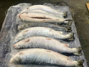 Брянские таможенники поймали на дороге девять тонн лосося