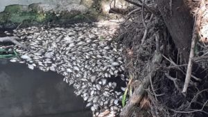Экологическая катастрофа в Синезёрках: гниющая рыба отравляет реку Ревну