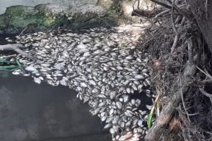 Экологическая катастрофа в Синезёрках: гниющая рыба отравляет реку Ревну