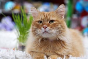 «Забери меня домой»: в Брянске пройдёт выставка кошек от приюта «Второй шанс»