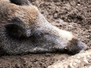 Из-за дикого кабана у брянского села под Выгоничами объявлен карантин по африканской чуме свиней