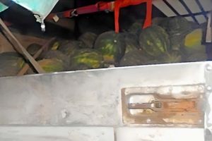 Из Брянской области не пропустили в Республику Беларусь 20 тонн сомнительных арбузов