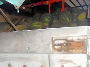 Из Брянской области не пропустили в Республику Беларусь 20 тонн сомнительных арбузов