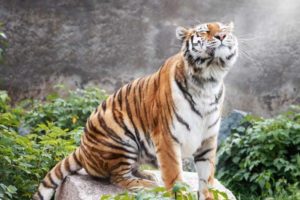 Брянская телебашня поддержит акцию к Международному дню тигра