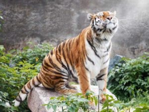 Брянская телебашня поддержит акцию к Международному дню тигра