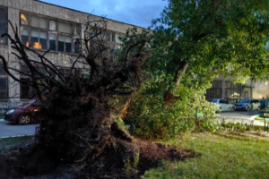 Последствия воскресного урагана в Брянске: два десятка упавших деревьев, повреждённый дом, пять придавленных автомобилей