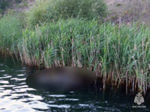 В Брянске в озере Песчаное утонул мужчина