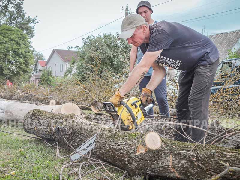 В Брянске начался спил поражённых златкой ясеней. С улицы Пересвета