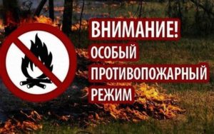 В брянских лесах из-за жары на две недели введен особый противопожарный режим