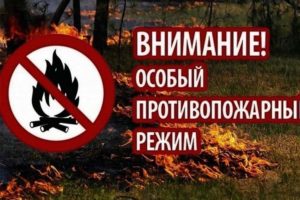 В брянских лесах из-за жары на две недели введен особый противопожарный режим