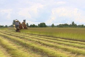 В Брянской области началась уборка льна-долгунца