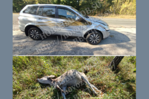 ДТП в Новозыбкове: кроссовер сбил телёнка, животное погибло