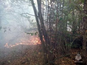 В Брянской области за воскресенье выгорело 22 га лесной территории