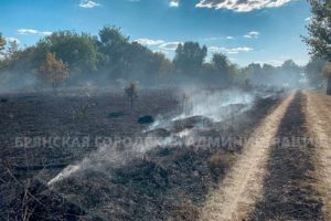 Ландшафтный пожар в Брянске: выгорело семь гектаров дач