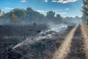 Ландшафтный пожар в Брянске: выгорело семь гектаров дач