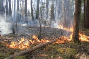 В Погарском районе ликвидирован лесной пожар на площади 6 га — МЧС