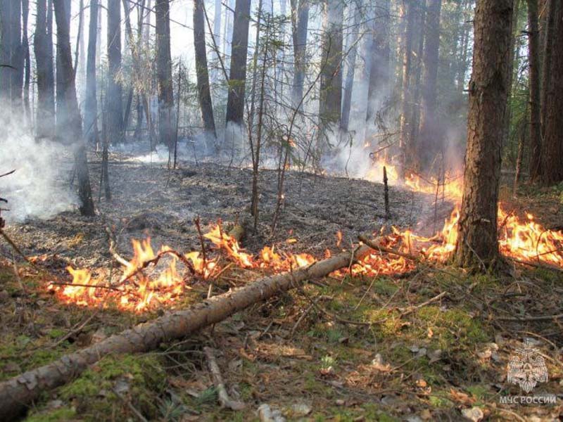 В Погарском районе ликвидирован лесной пожар на площади 6 га — МЧС