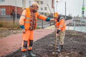 На новой улице Амосова в Брянске высадили липовую аллею