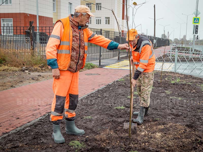 На новой улице Амосова в Брянске высадили липовую аллею