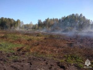 В Брасовском районе выгорело ещё 15 га леса