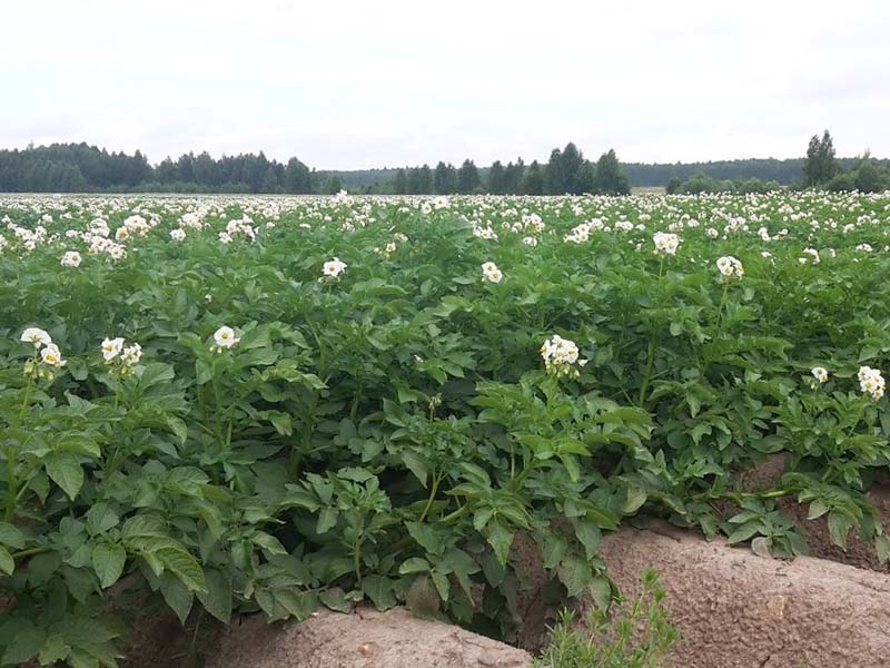 В брянском приграничье выкопают озеро для орошения картофельных полей