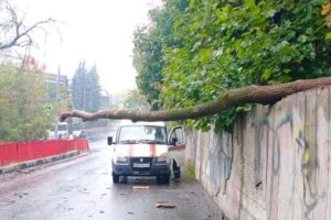 Упавшее дерево временно заблокировало улицу Арсенальскую в Брянске