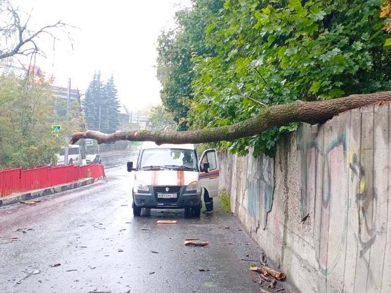 Упавшее дерево временно заблокировало улицу Арсенальскую в Брянске